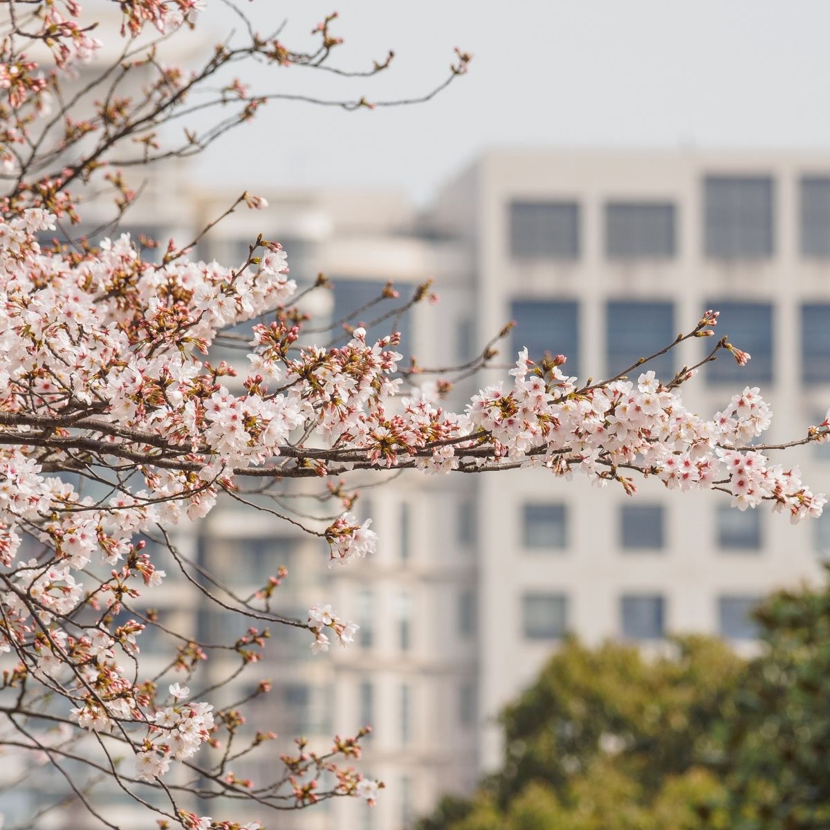 Tongji University Campus Shanghai im Frühling – Kirschblüten im Vordergrund, modernes Universitätsgebäude unscharf dahinter.