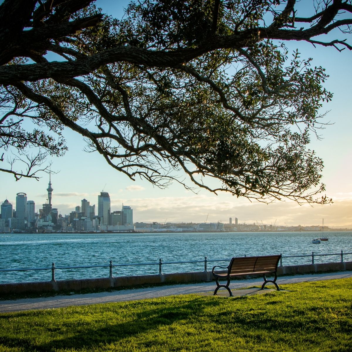 Auckland – Parkbank unter einem alten Baum mit Blick auf die Skyline und den Waitemata Harbour im Morgenlicht.
