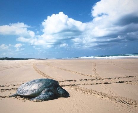 A turtle on a sandy beach in Australia