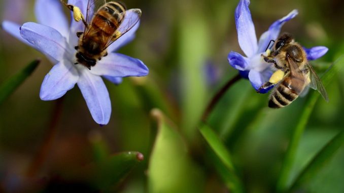 Bienen auf Blumen