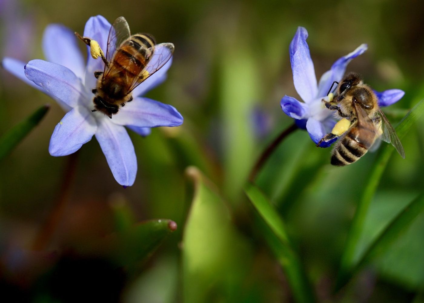https://www.munich-business-school.de/insights/wp-content/uploads/2025/05/Bienen-auf-Blumen.jpg